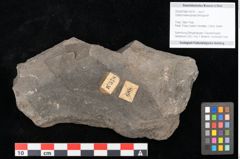 Foto (Objekt + Etikett) von Voltzia heterophylla Brongniart (NHMW-GEO-2024-0188-10578)